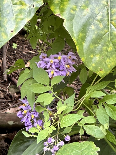 Solanum seaforthianum observed 2024-04-08