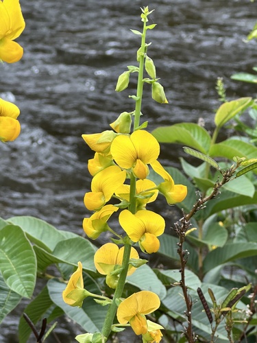 Crotalaria spectabilis observed 2024-04-08