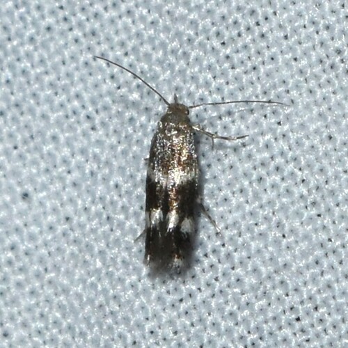 Elachista illectella photo 4