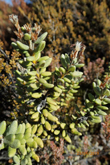 Olearia cymbifolia