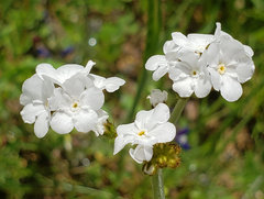 Plagiobothrys chorisianus