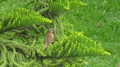 Zonotrichia capensis