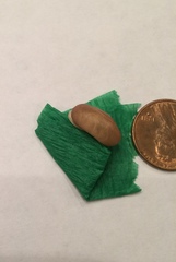 Triodopsis tennesseensis