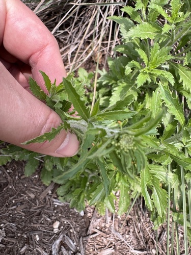 Image of Lepidium austrinum by (c) Gary Bowers, some rights reserved (CC BY)