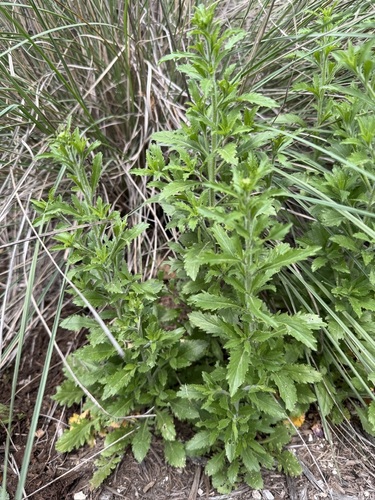 Image of Lepidium austrinum by (c) Gary Bowers, some rights reserved (CC BY)