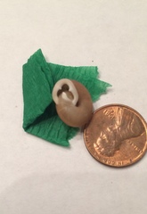 Triodopsis tennesseensis