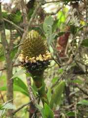 Guzmania triangularis