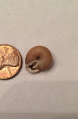 Triodopsis tennesseensis