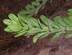 Callistachys lanceolata
