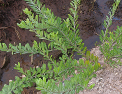 Callistachys lanceolata