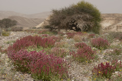 Rumex cyprius