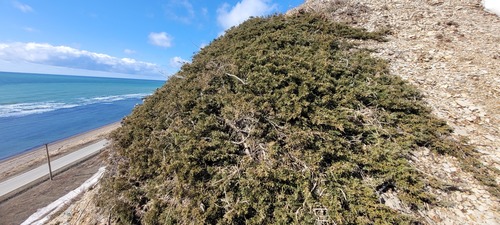 Juniperus chinensis iNat (1)
