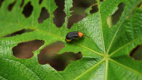 Coelomera cajennensis