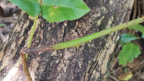 Foto de Mulungu