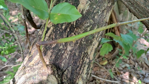 Foto de Mulungu