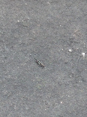 Trimerotropis saxatilis