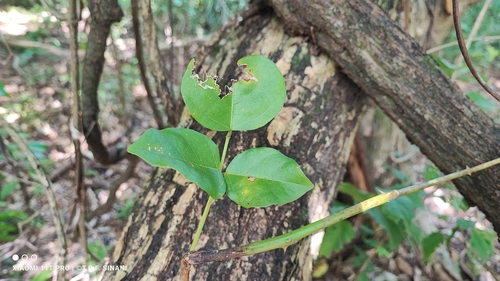 Image of Erythrina mulungu by (c) Thomaz Ricardo Favreto Sinani, some rights reserved (CC BY)
