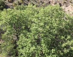 Quercus pungens