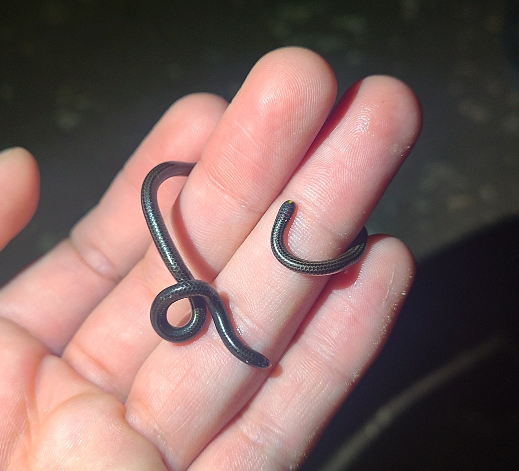 Slinder Threadsnake