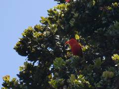 Drepanis coccinea