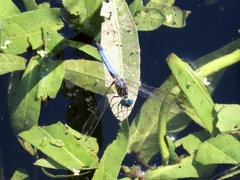 Pachydiplax longipennis