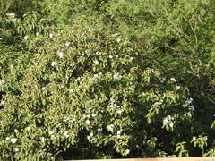 Cordia boissieri