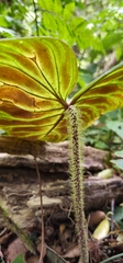 Philodendron verrucosum image