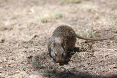 Arvicanthis niloticus