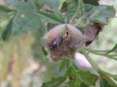 Oxycarenus hyalinipennis