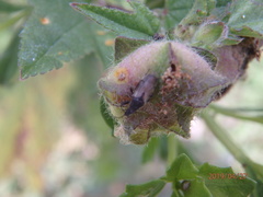 Oxycarenus hyalinipennis