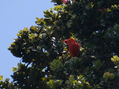 Drepanis coccinea