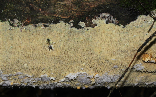 Fungi Including Lichens