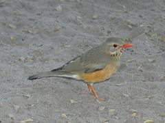 Turdus libonyana