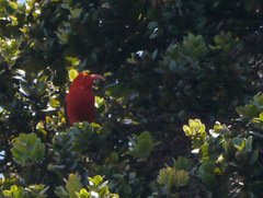 Drepanis coccinea