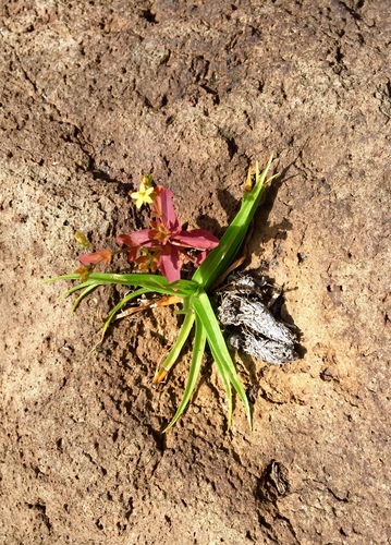 Hypericum mutilum observed 2015-05-25