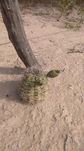 Gymnocalycium schickendantzii