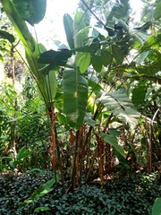Heliconia vellerigera image