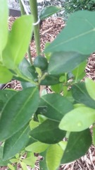 Citrus × latifolia