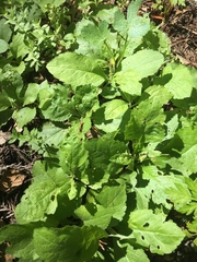 Lapsana communis intermedia