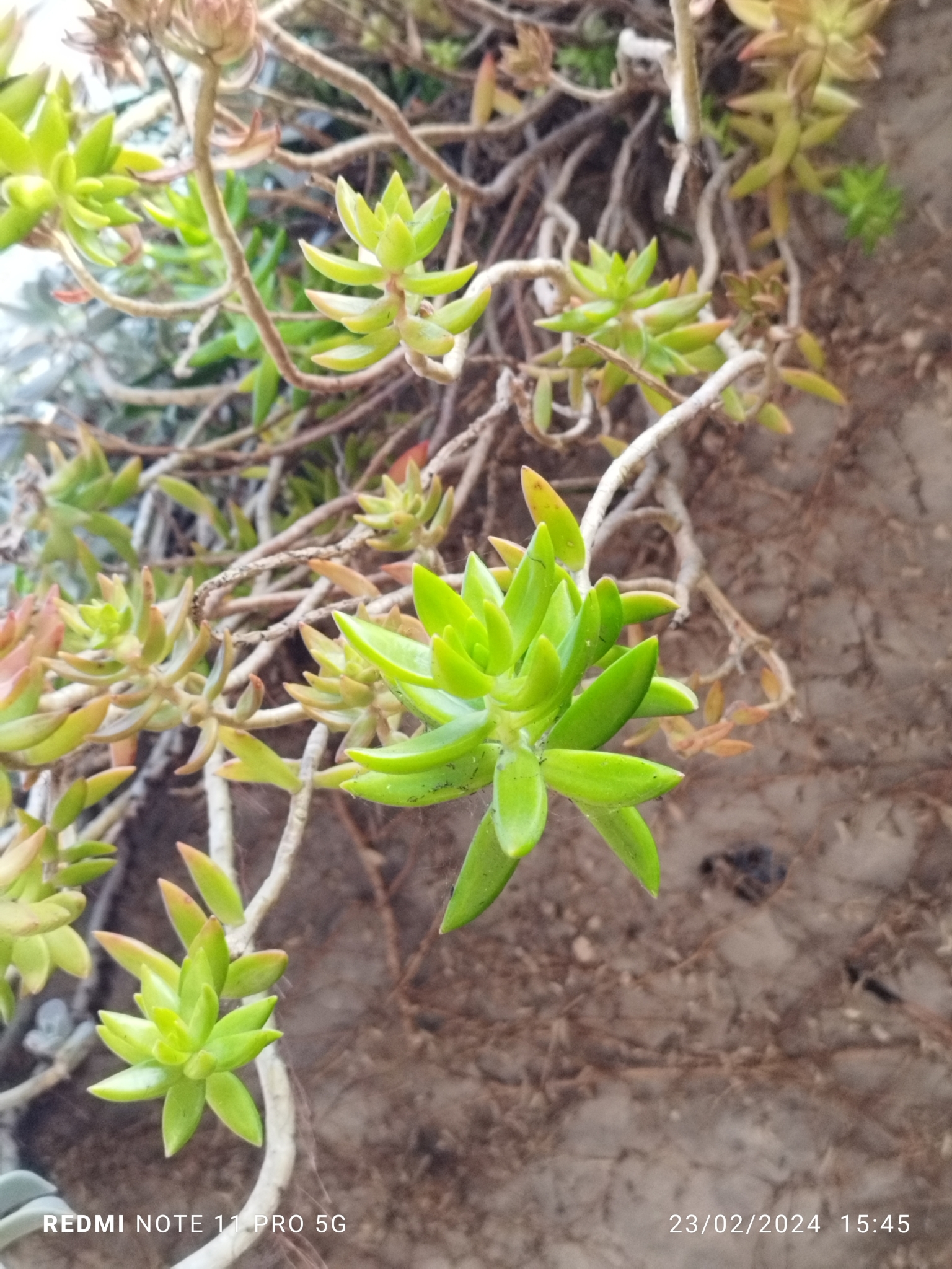 Imagem de Sedum rubrotinctum