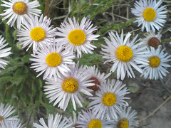 Erigeron concinnus