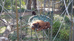 Pongo