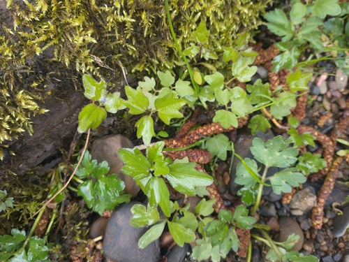 Image of Seaside Bittercress (Cardamine angulata) by no rights reserved