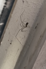 Pholcus phalangioides