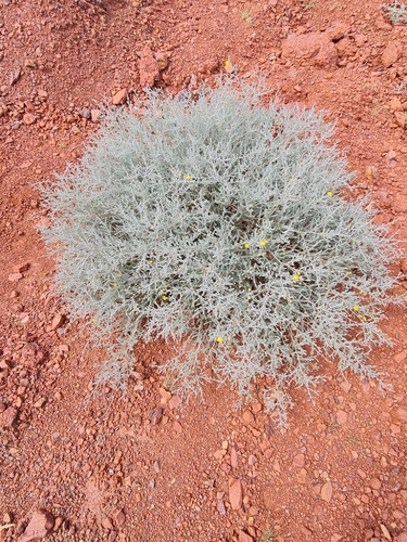Image of Acacia adoxa by (c) Belinda Forbes, some rights reserved (CC BY)