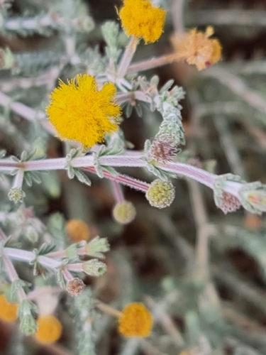 Image of Acacia adoxa by (c) Belinda Forbes, some rights reserved (CC BY)