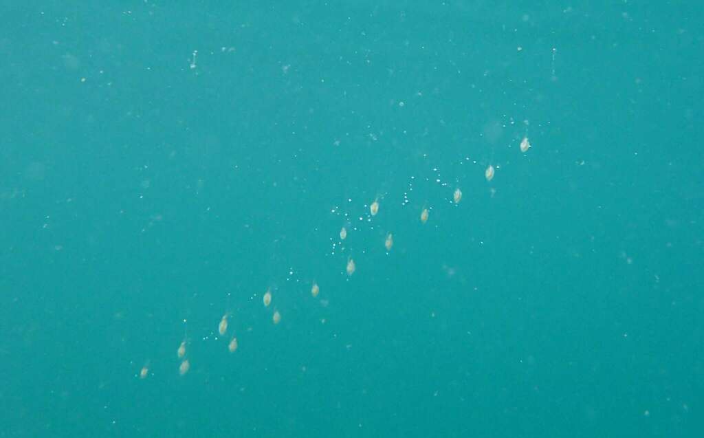 Salps from Tasman, New Zealand on February 15, 2024 at 04:25 PM by ...