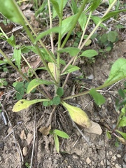 Astranthium integrifolium
