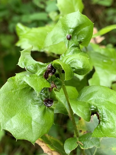 Two-horned Gall Wasp photo 5