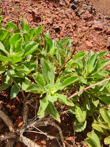 Image of Burra (Eremophila fraseri) by (c) Belinda Forbes, some rights reserved (CC BY)